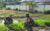 Pendampingan Pertanian Babinsa Dorong Peningkatan Ekonomi Warga