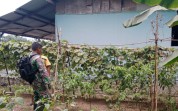 Pendampingan Pertanian di Sungai Geniot, Babinsa Motivasi Warga Optimalkan Lahan