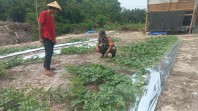 Dukung Ketahanan Pangan, Babinsa Bukit Nenas Dampingi Petani Semangka