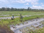 Dukung Pertanian dan Cegah Karhutla, Babinsa Sungai Sembilan Turun ke Kebun Warga