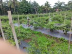 Manfaatkan Lahan Produktif, Babinsa Mundam Bersama Warga Tanam Cabai Merah