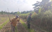Pendampingan Pertanian dan Edukasi Karhutla, Babinsa Turun Langsung ke Kebun Warga