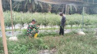 Babinsa Koramil 03/Sungai Sembilan Dampingi Petani Kembangkan Budidaya Cabai