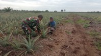 Dampingi Budidaya Nanas, Babinsa Basilam Baru Ingatkan Petani Cegah Karhutla