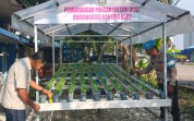 Perkuat Ketahanan Pangan, Polsek KSKP Dumai Lakukan Pendampingan dan Perawatan Tanaman Jagung