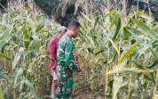Serda Erwan Turun ke Kebun, Dampingi Petani Jagung di Sungai Sembilan