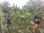 Babinsa Koramil 03/Sungai Sembilan Dorong Ketahanan Pangan dan Cegah Karhutla