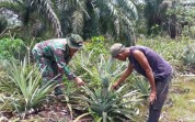 Pendampingan Babinsa Tingkatkan Semangat Petani Nanas di Bangsal Aceh
