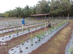 Sertu Ramli Dampingi Warga Mundam Kembangkan Lahan Pertanian