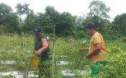 TNI Hadir di Tengah Petani, Lahan Cabai Bukit Nenas Dapat Pendampingan