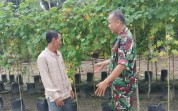 Dukung Ketahanan Pangan, Babinsa Koramil 03 Sungai Sembilan Bantu Petani Pare
