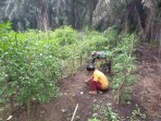 Serda Iwan Sahputra Dampingi Budidaya Cabai Milik Warga di Bangsal Aceh