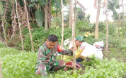 Babinsa Purnama Dampingi Petani Kembangkan Tanam Kemangi