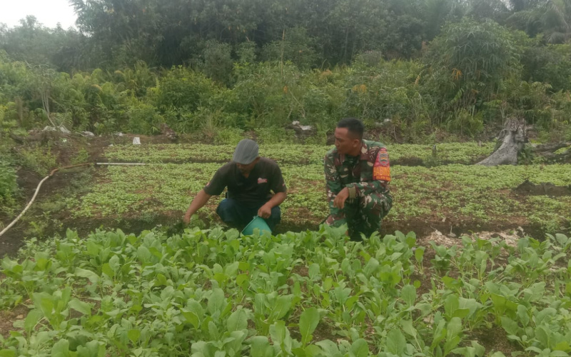 Kepada Petani, Babinsa Bagan Keladi Lakukan Pendampingan