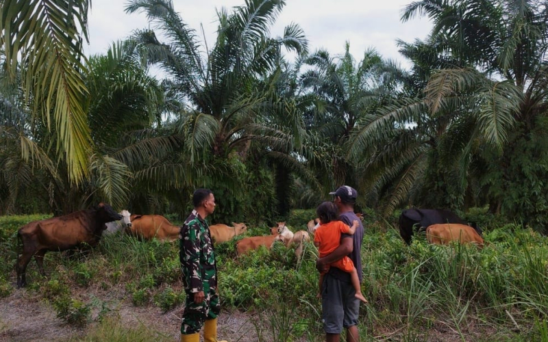 Jaga Ketahanan Pangan dan Kesehatan Hewan Ternak oleh Babinsa Batu Teritip