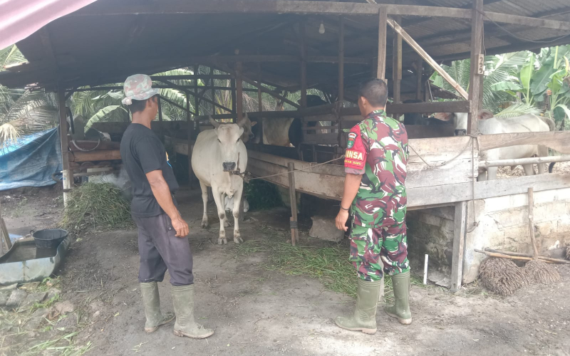 Koramil 03 Antisipasi PMK Lewat Pemeriksaan Ternak di Basilam Baru