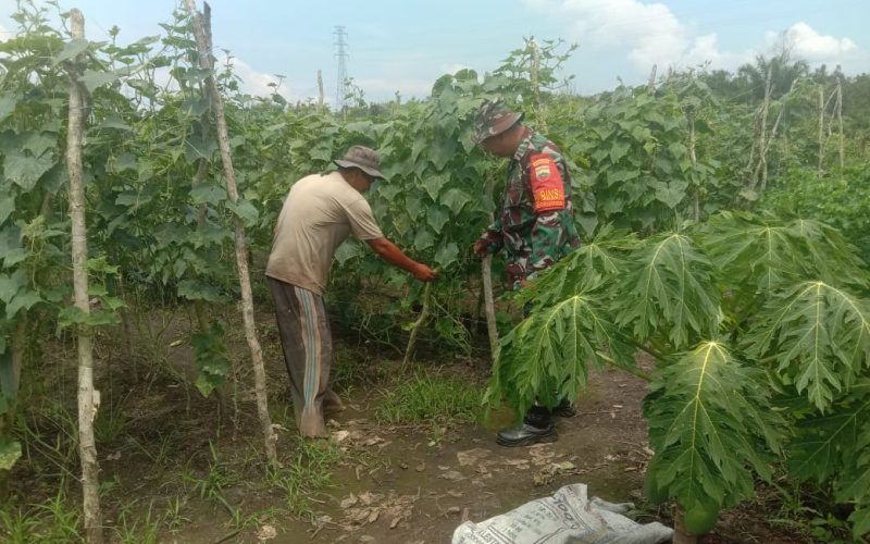 Koramil 02 Bukit Kapur Dukung Program Swasembada Pangan