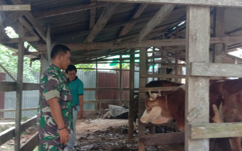 Babinsa Koramil 03 Sambang Peternakan, Pastikan Kesehatan Hewan Ternak