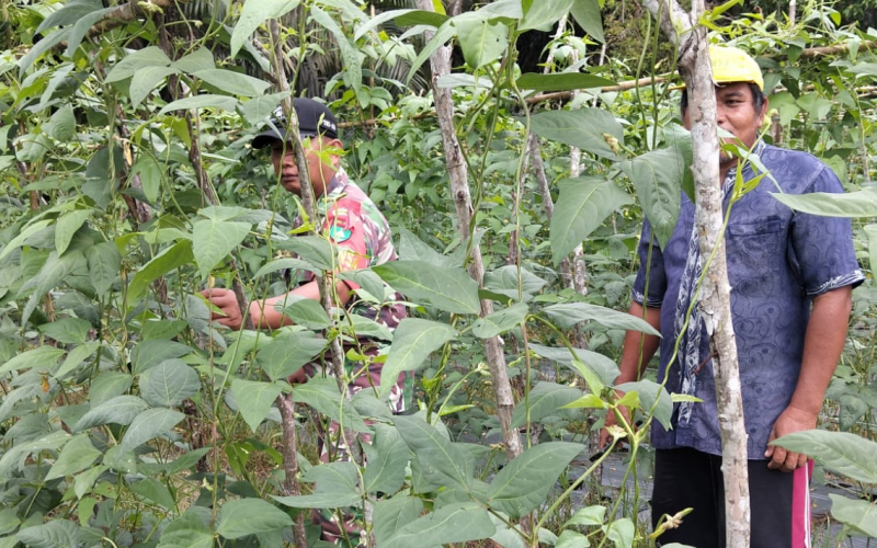 Sinergi Babinsa dan Petani: Babinsa Bukit Kapur Dukung Program Ketahanan Pangan