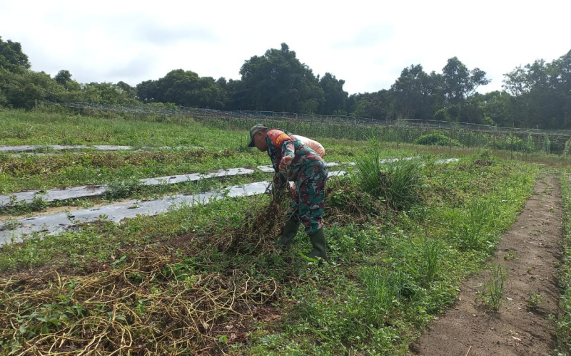 Program Swasembada Pangan, Babinsa Koramil 02 Dampingi Petani