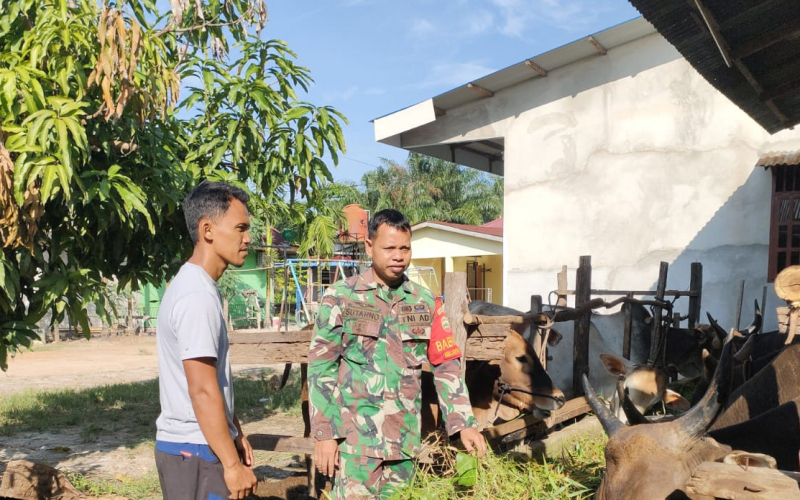 Dalam Pencegahan PMK, ini yang Dilakukan Babinsa Sertu Sutarno