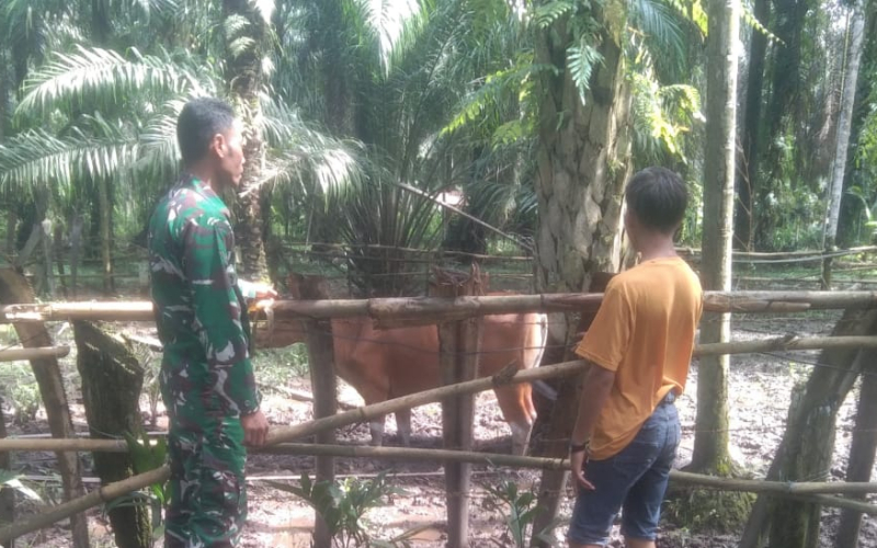 Di Kelurahan Tanjung Penyebal, Babinsa Sosialisasi PMK di Sektor Peternakan