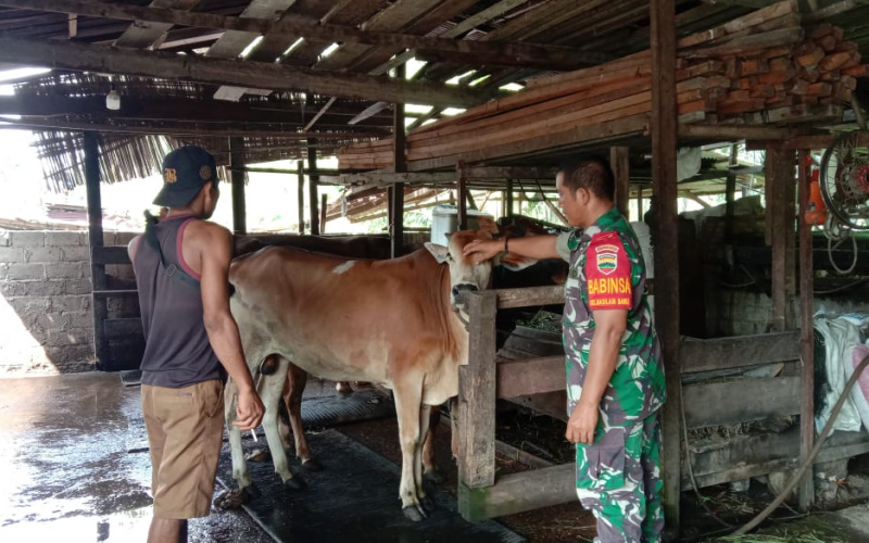 Babinsa Koramil 03 Sungai Sembilan Cegah Penyakit Menular di Peternakan