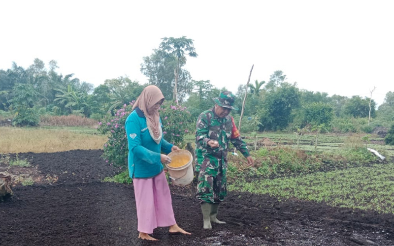Babinsa Purnama Karya Nyata di Kebun Bayam Milik Warga