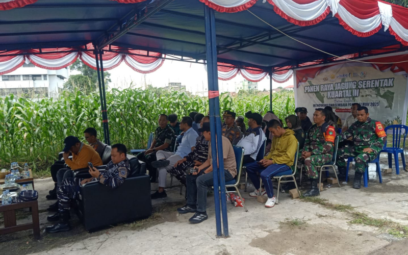 TNI, Polri, dan Petani Dumai Gelar Panen Raya Jagung Kuartal III