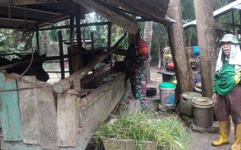 Di Peternakan Warga, Babinsa Bagan Besar Cek Penyakit Mulut dan Kuku