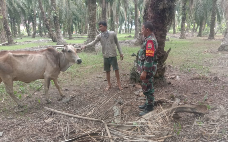Sosialisasi Pencegahan PMK oleh Babinsa Koramil 03 Sei Sembilan