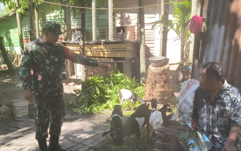 Edukasi Cegah Wabah, Babinsa Koramil 01 Pantai Peternakan Kambing