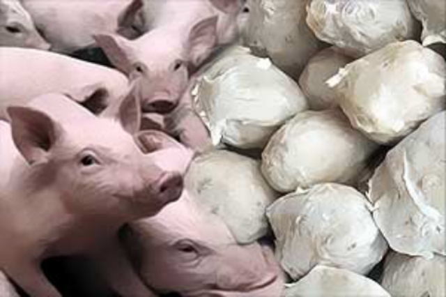 Temuan Bakso Mengandung Babi di Pekanbaru, Kelalaian UPT Pasar Cik Puan?