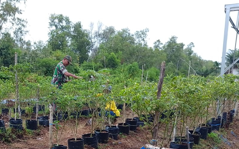 Babinsa Koramil 02 Aktif Dampingi Warga Tanam Cabai, Kangkung, dan Bayam