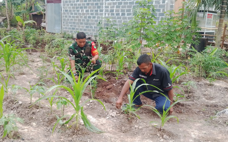 Babinsa Koramil 01 Dumai Intensifkan Patroli Karhutla dan Dampingi Petani Jagung