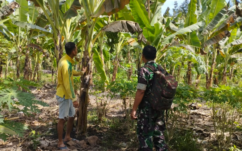 Serma Tarmin Lakukan Pendampingan Pertanian di Kebun Pisang Warga Lubuk Gaung