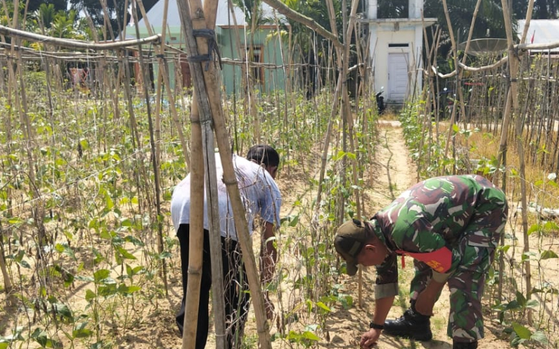 Babinsa Koramil 02 Bukit Kapur Dukung Swasembada Pangan Lewat Budidaya Kacang