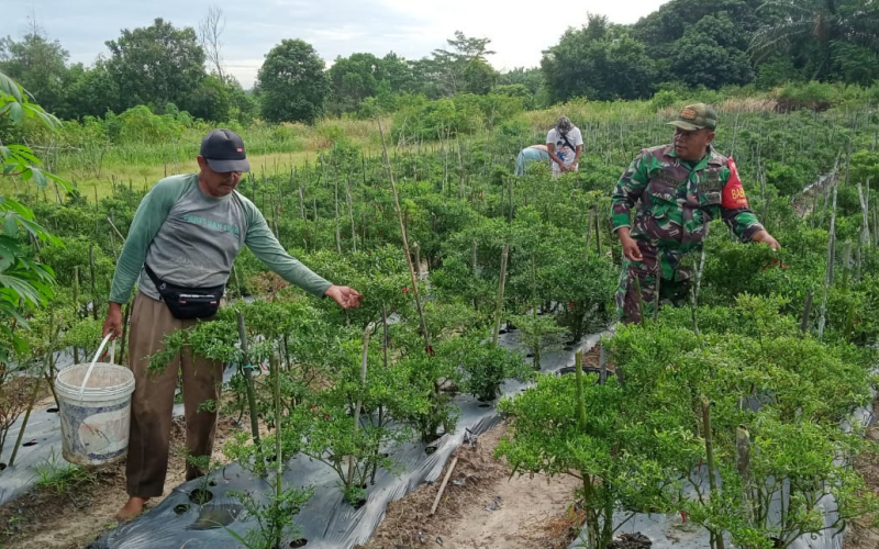 Babinsa Bagan Besar Karya Nyata Panen Cabe Keriting Milik Warga