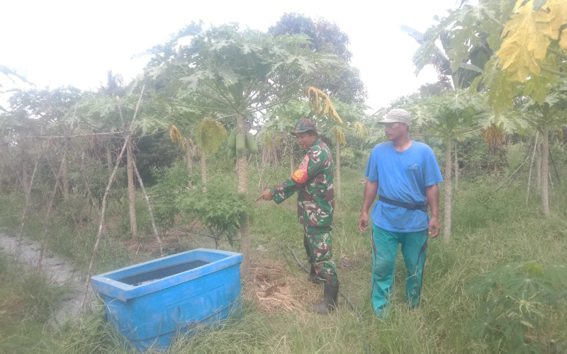 Karya Nyata Tanaman Pepaya, ini yang Dilakukan Babinsa Koramil 01/Dumai