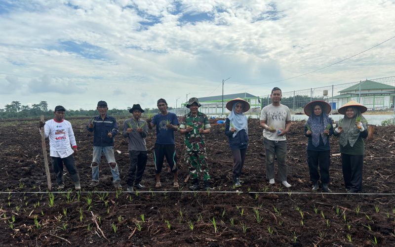 Penanaman Padi di Ponpes Al Bahjah Al Maunnah, Kolaborasi Kodim Dumai dan DKPP