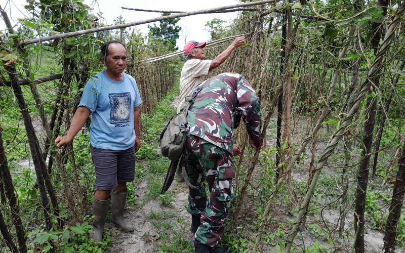 Babinsa Serma F Purba Pendampingan Karya Nyata Pertanian, ini Tujuannya