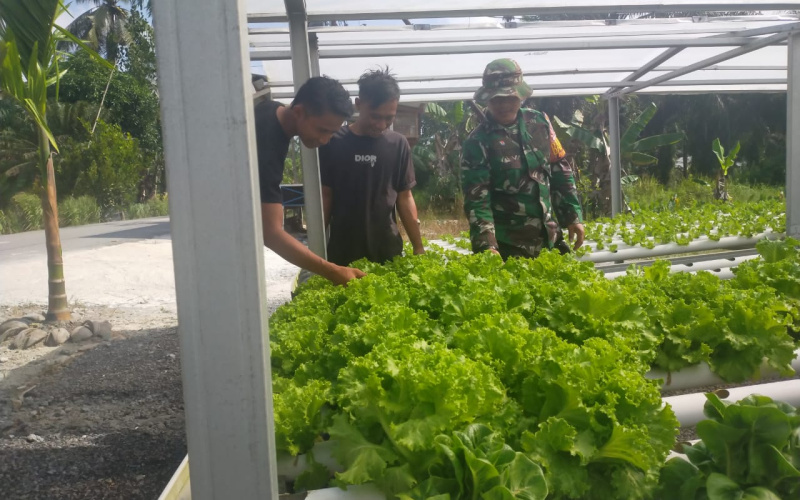 Babinsa Koramil 03 Sungai Sembilan Melakukan Giat Pertanian Tanaman Hidroponik