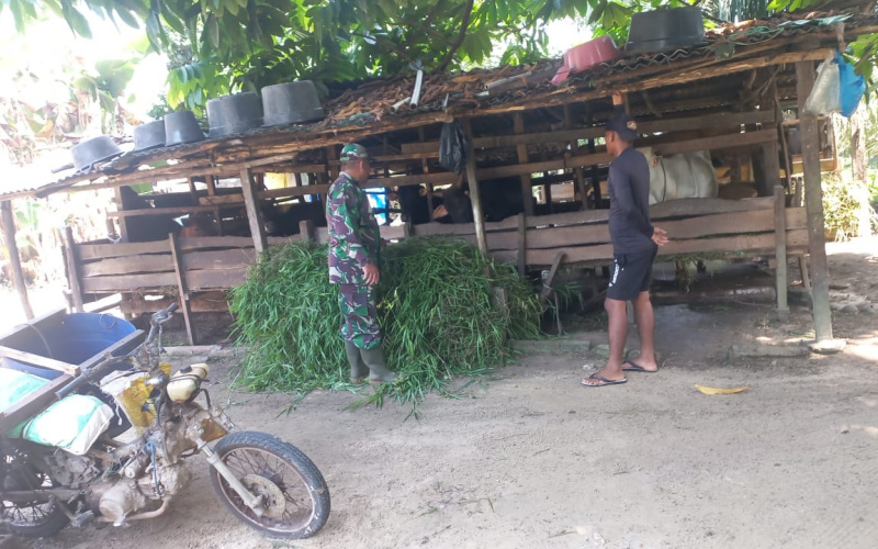 Koramil 02 Pantau dan Sosialisasi Terkait Bahaya PMK di Peternakan