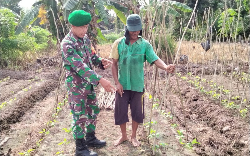 Koramil 01 Dumai Dampingi Petani Budidaya Kacang Panjang