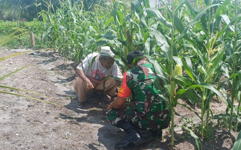 Serka M. Aslim Lubis Dorong Petani Jagung Tingkatkan Produktivitas di Bukit Kapur