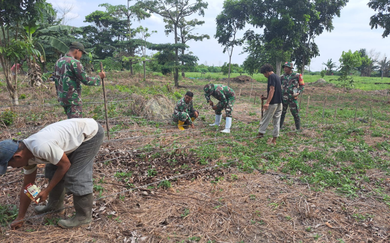 Babinsa Bukit Datuk Dampingi Poktan Tanam Padi Gogo