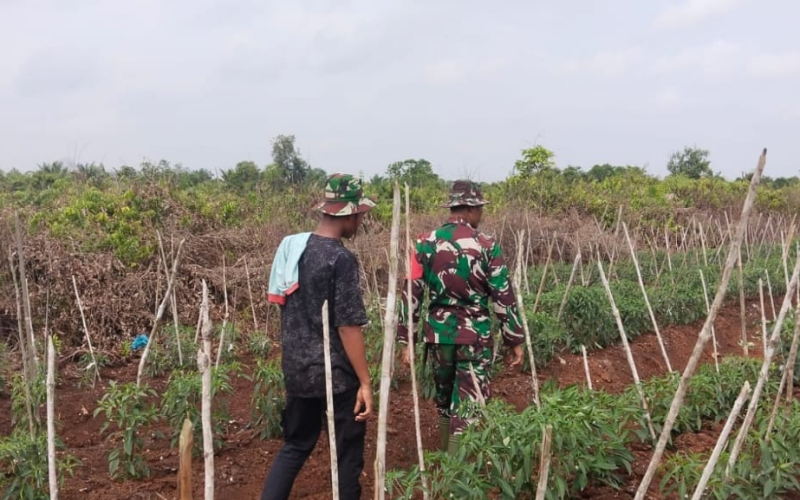 Babinsa Koramil 03 Sungai Sembilan Beri Pendampingan Pertanian dan Edukasi Karhutla