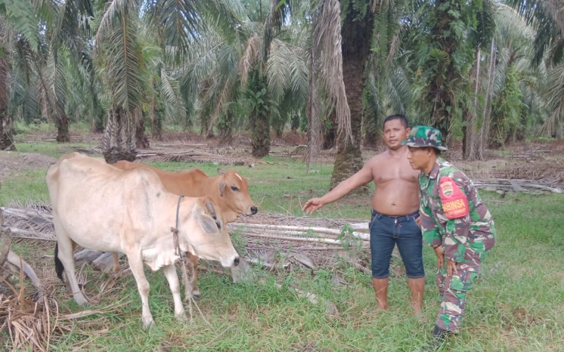 Babinsa Sei Geniot Cegah Wabah PMK di Wilayahnya