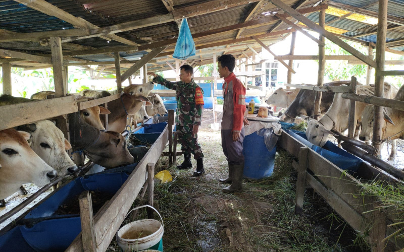 Babinsa Koramil 01 Dumai Giat PMK, Sambangi Peternakan