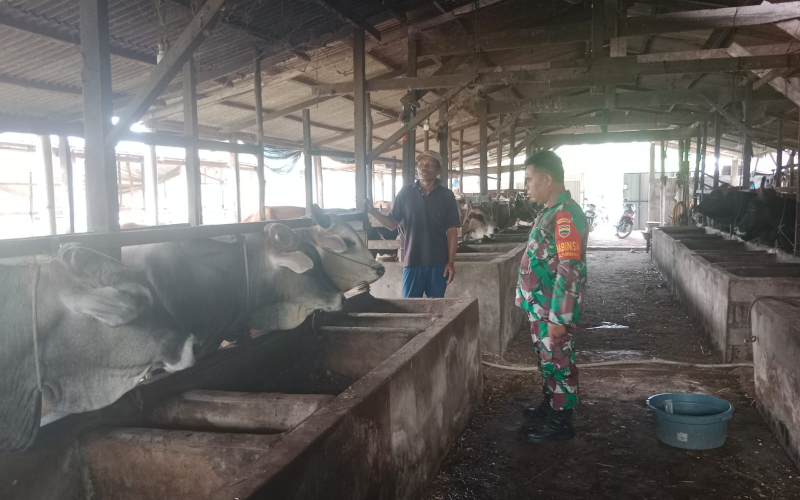 Koramil 01 Dumai Pantau Peternakan di Wilayahnya